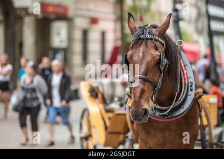 Ein braunes Pferd, das einen Bus zieht, steht während der Sommersaison auf einer Straße, die von Touristen besucht wird. Stockfoto