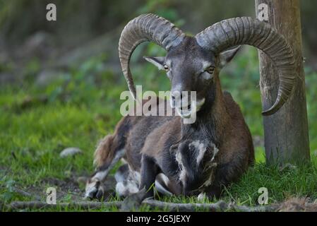 Mufflon, Ovis gmelini musimon, männlich, Maennchen, Mouflon, Horn, Horntraeger, Wild, Horns, Wild, Tier Stockfoto