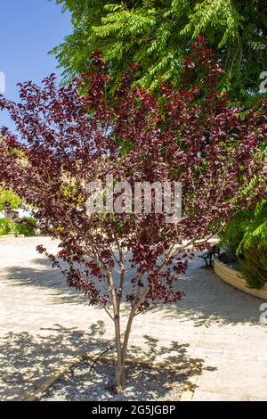 Prunus cerasifera, Kirschpflaumenbaum Stockfoto