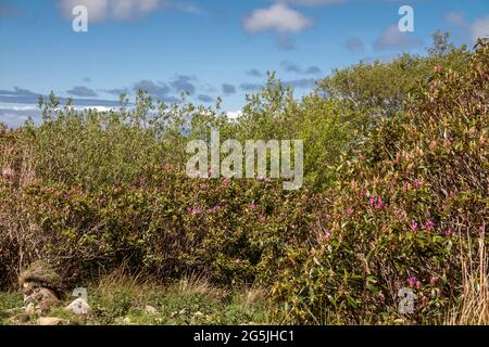Rhododendron hat die Grafschaft Sligo in Irland invidiert. Stockfoto