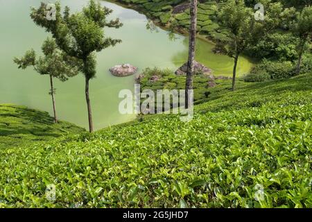 Teeplantage, Munnar, Kerala, Indien Stockfoto