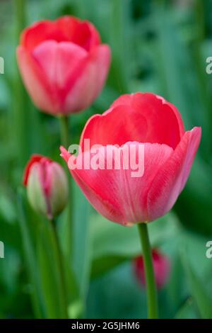 Tulipa Van Eijk Stockfoto