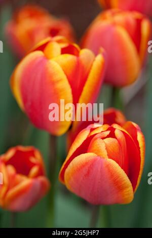 Tulipa „Apeldoorn Elite“ Stockfoto