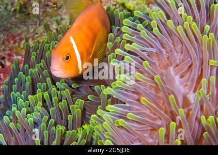 Schwarzfinnige Anemonefische, Amphiprion nigripes, herrliche Meeresanemone, Heteractis magnifica, Korallenriff, Süd-Ari-Atoll, Malediven, Indischer Ozean, Asien Stockfoto