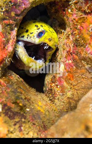 Spotface Moray, Gymnothorax fimbriatus, Lembeh, Nord-Sulawesi, Indonesien, Asien Stockfoto