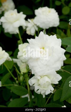 Rosa ' Susan Williams-Ellis' Stockfoto