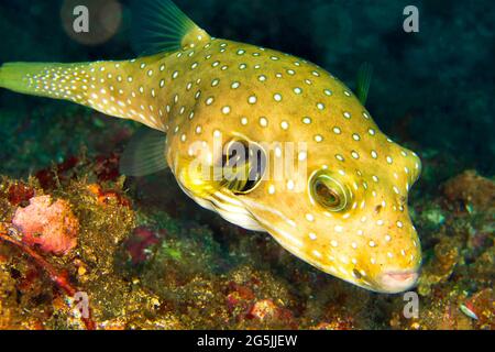 Sterne-und-Streifen-Kugelfisch, Arothron hispidus, Lembeh, Nord-Sulawesi, Indonesien, Asien Stockfoto