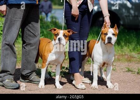 Zwei amerikanische Staffordshire Terrier mit Besitzern. Hochwertige Fotos Stockfoto
