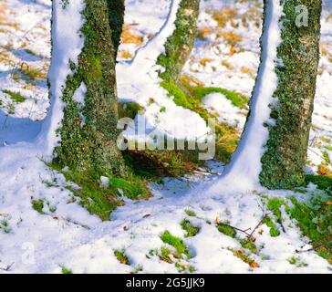 Birken, nach Schneefall, Stockfoto