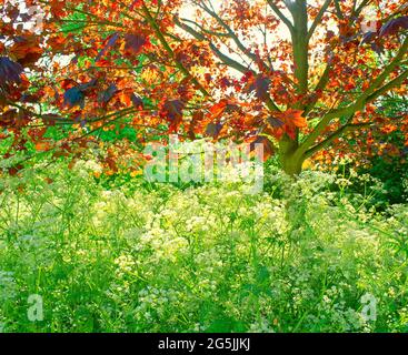 Maulbeerbaum, mit Kerbel, Frühling, Stockfoto