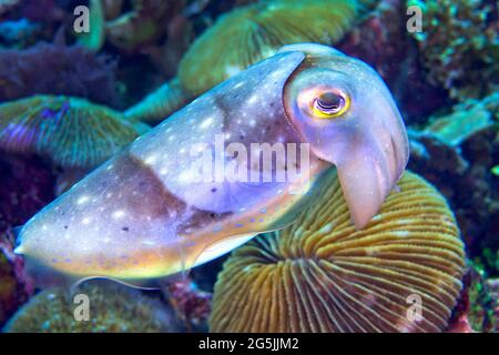 Sepia sp., Coral Reef, Lembeh, North Sulawesi, Indonesien, Asien Stockfoto