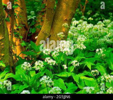 Bärlauch, Detail, Stockfoto