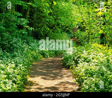 Knoblauch gesäumt, Waldweg, Stockfoto