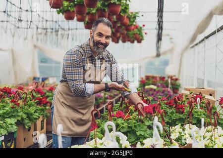 Der Mensch arbeitet in einem Gewächshaus für kleine Unternehmen. Er untersucht Pflanzen. Stockfoto