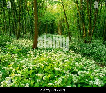 Frühlingswald, mit Bärlauch, und Spazierweg, Stockfoto