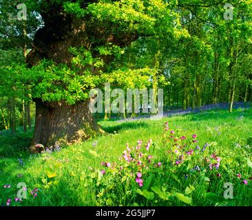 Frühlingswald, mit Eichen, Buchen, blauen Glocken und roten campion Blumen, Stockfoto