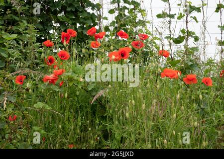 Gemeine rote Mohnblumen, wilde Gräser und Nesseln an einem Drahtzaun am Straßenrand Stockfoto