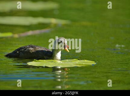 Auf dem Teich schwimmend ist das alte Raufußkick (Fuloca atra). Frühling, Junitag.Schließen, horizontale Ansicht. Stockfoto