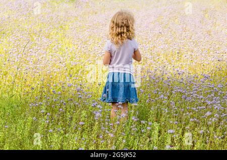 6 Jahre altes blondes lockiges Haar-Mädchen, das in Phacelia tanacetifolia steht, auch bekannt als lacy Phacelia, blue tansy oder purple tansy Flower Field. Stockfoto