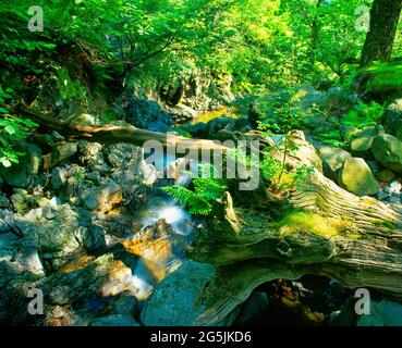 Großbritannien, Lake District, River Derwent, Woodland River, niedriger Wasserstand, Sommer, Stockfoto