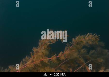 Schöne frische und frische Süßwasseralgen hydrilla verticillata Stockfoto