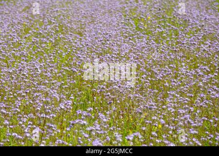 Phacelia tanacetifolia ist auch bekannt als lacy Phacelia, blaues oder purpurfarbenes Blumenfeld, das für Honigbienen gepflanzt wurde. Draußen an warmen Sommertagen. Stockfoto