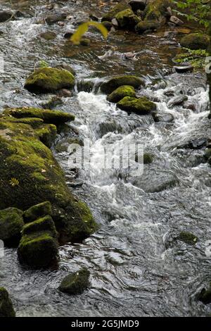 Schnell fließender Strom/Fluss, der über moosbedeckten Felsen fließt, Neath, Wales. Aufgenommen mit einer langsameren Belichtung, um die Wasserbewegung zu zeigen