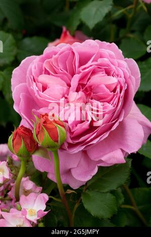 Rosa „Prinzessin Alexandra von Kent“ Stockfoto