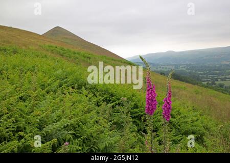 Der Lawley und die Fuchshandschuhe, Shropshire Stockfoto