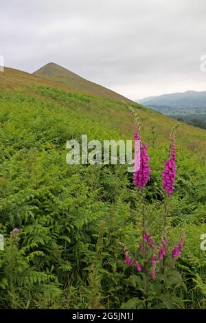 Der Lawley und die Fuchshandschuhe, Shropshire Stockfoto