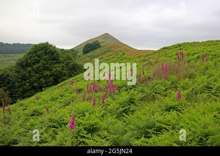 Fuchshandschuhe und Menschen, die auf dem Lawley, Shropshire, spazieren Stockfoto