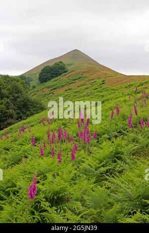 Fuchshandschuhe und Menschen, die auf dem Lawley, Shropshire, spazieren Stockfoto