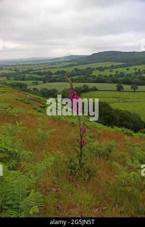 Foxglove wächst auf dem Lawley mit Blick auf die Wrekin, Shropshire Stockfoto
