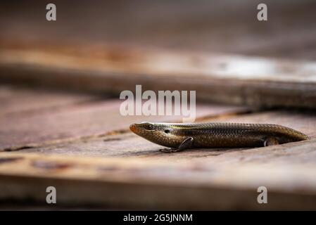 Ein kieliger indischer Mabuya (Eutropis carinata), der aus einem Holzdeck kriecht Stockfoto