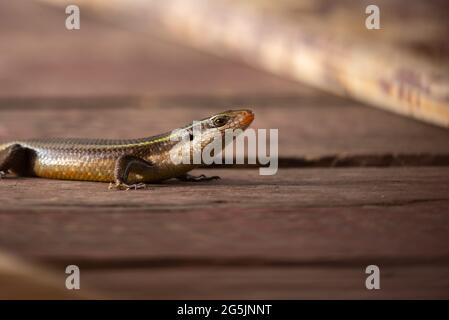 Ein kieliger indischer Mabuya (Eutropis carinata), der aus einem Holzdeck kriecht Stockfoto