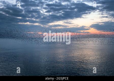 Eine Murmuration von Staren über dem Ärmelkanal vor dem Strand in Brighton, East Sussex bei Dämmerung Stockfoto