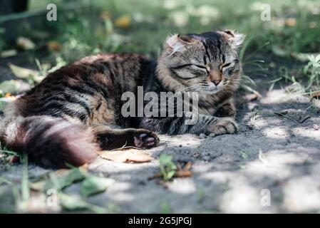 Grau gestreifte Katze, die auf dem grünen Gras schlaft Stockfoto