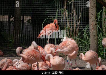 Flamingos, die am See ruhen Stockfoto