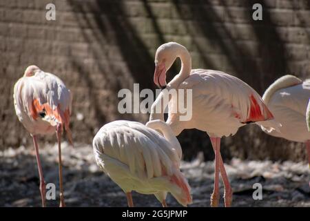 Flamingos, die am See ruhen Stockfoto