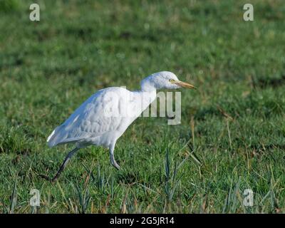 Rinderreiher (Bubulcus ibis), die auf Weideland nach Wirbellosen feilgt, Somerset-Niveau, Großbritannien, Dezember. Stockfoto