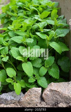 Zitronenmelisse oder Melisse officinalis - aromatische mehrjährige Kraut. Heilpflanze und Honigpflanze. Stockfoto