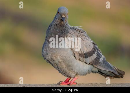 Indische Taube ODER Felstaube - die Felstaube, Felstaube oder gewöhnliche Taube ist ein Mitglied der Vogelfamilie Columbidae. Im allgemeinen Gebrauch ist dieser Vogel oft Stockfoto