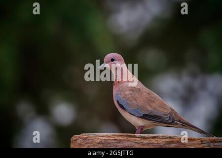 Lachende Taube (Stretopelia senegalensis) auf einem Steinstück. Stockfoto