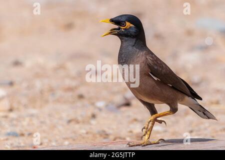 Myna (Acridotheres tristis tristis). Indische Common Myna Calling. Stockfoto