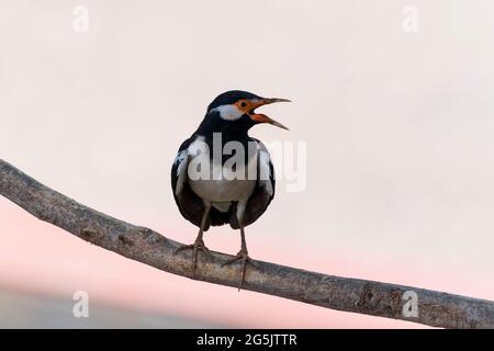 Asiatischer Rattenstarling (Gracupica contra) auf einem Ast. Jaipur, Rajasthan, Indien. Stockfoto