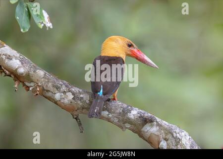 Ein braunflügeliger Eisvögel im thailändischen Mangrovenwald Stockfoto