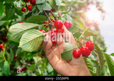 Frische süße Kirsche pflücken im Garten. Hand mit reifen roten Kirschen. Stockfoto