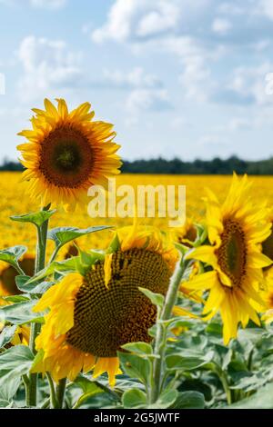 Sonnenblumen auf dem Feld gegen den blauen Himmel. Vertikales Bild mit Kopierbereich Stockfoto