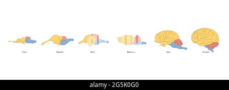 Evolution des Gehirns von Fischen zum Menschen Stockfoto