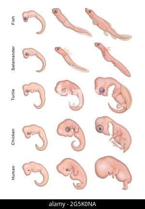Verschiedene Stadien Frühe Embryonale Entwicklung Stockfoto